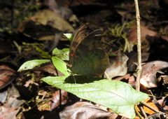 Dophla evelina