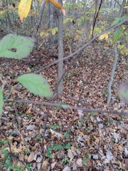 Viburnum dentatum