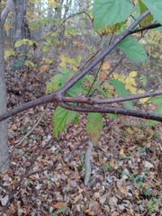 Viburnum dentatum