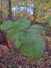 Viburnum dentatum