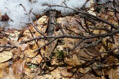 Polyschismium chailletii