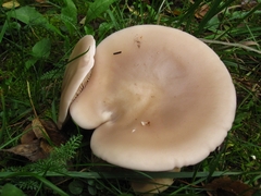 Lepista personata