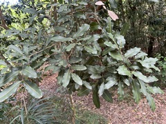 Neoarytera chartacea