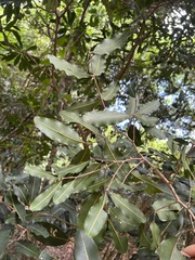 Neoarytera chartacea