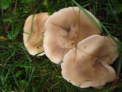 Lepista personata