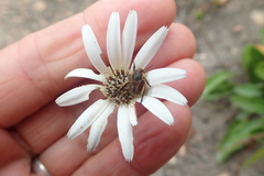 Gerbera serrata