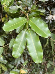 Neoarytera chartacea