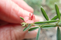 Indigofera priorii