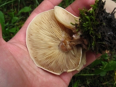 Lepista personata