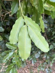 Neoarytera chartacea