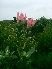 Protea compacta