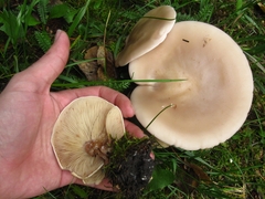 Lepista personata