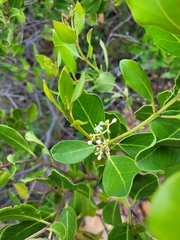 Olea capensis