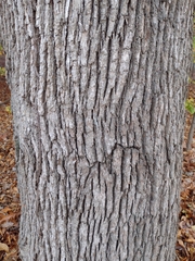 Quercus stellata