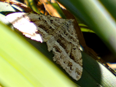 Chrysolarentia