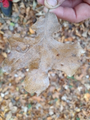 Quercus stellata
