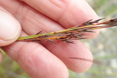 Schoenus graciliculmis