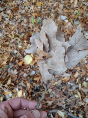 Quercus stellata