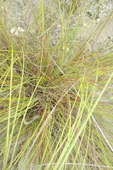 Schoenus graciliculmis