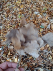 Quercus stellata