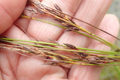 Schoenus graciliculmis