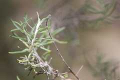 Olearia ramulosa