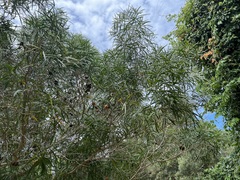 Acacia spirorbis