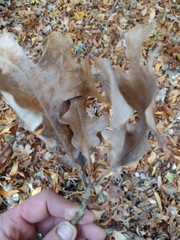 Quercus stellata