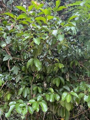 Elaeodendron curtipendulum