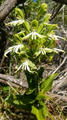 Bonatea speciosa