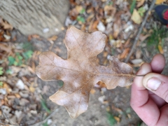 Quercus stellata