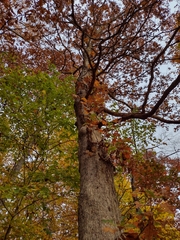 Quercus stellata