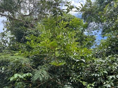 Glochidion billardierei