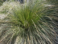 Carex secta