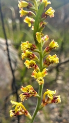 Tritoniopsis parviflora