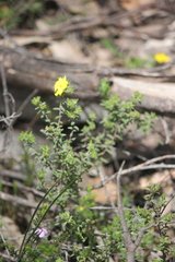 Hibbertia crinita