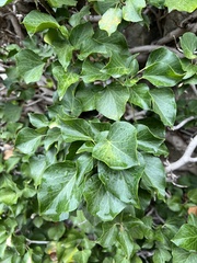 Hedera helix