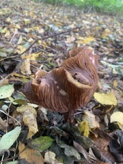 Entoloma sericeum