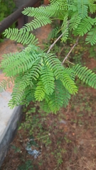 Prosopis juliflora