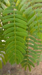 Prosopis juliflora