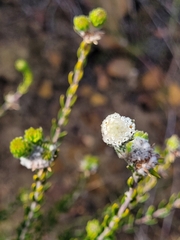 Phylica ericoides