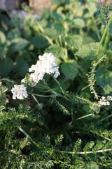 Achillea nobilis