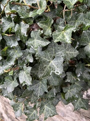 Hedera helix