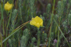 Hibbertia crinita