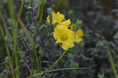 Hibbertia crinita
