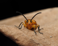 Stethopachys formosa