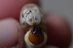 Lucanidae