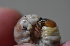 Lucanidae