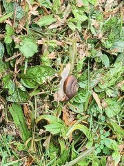 Quantula striata