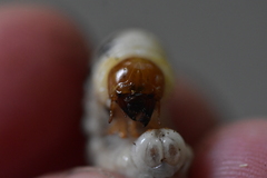 Lucanidae